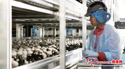 澳大利亞Costa集團推出VR護目鏡，革新食用菌采摘優(yōu)化水果零售