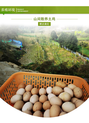 農家土雞蛋 從桑林到餐桌，營養與新鮮的自然饋贈