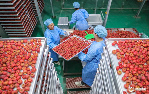 聞喜縣陽(yáng)隅鎮(zhèn) 深加工賦能鮮果產(chǎn)業(yè)，小水果撬動(dòng)鄉(xiāng)村大振興